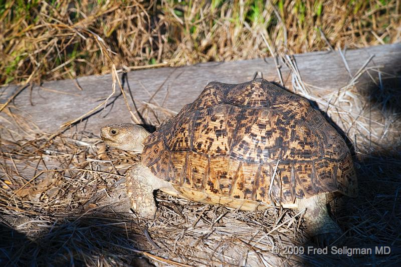 20090613_163125 D3 X1.jpg - Turtle, Okavango Delta, Botswana